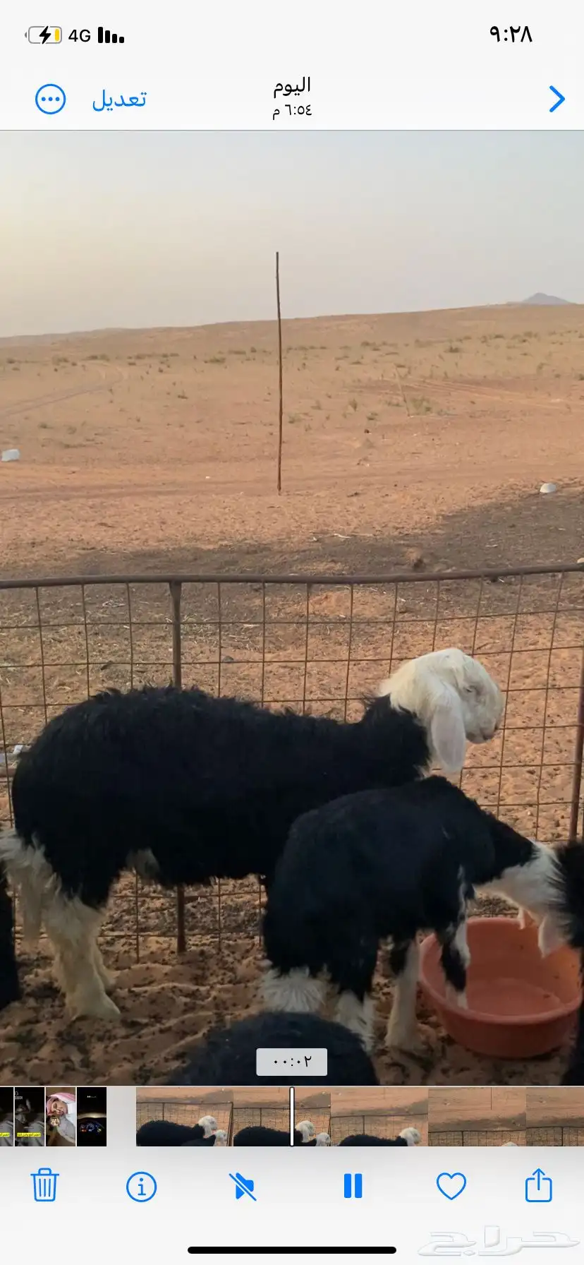 ماشاءالله خروف نجدي طيب التواصل واتس أب 2