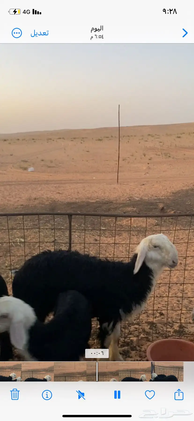 ماشاءالله خروف نجدي طيب التواصل واتس أب 1