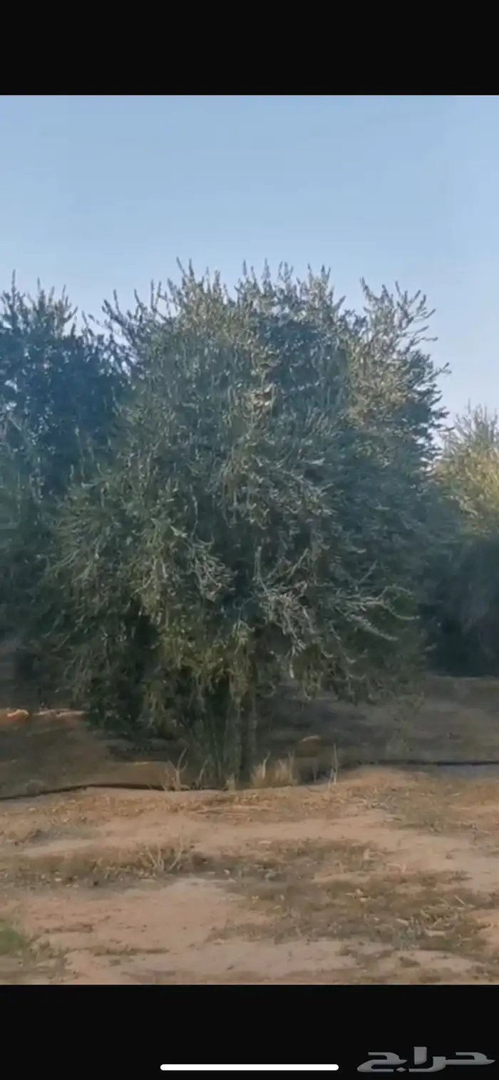 اشجار زيتون للبيع 1