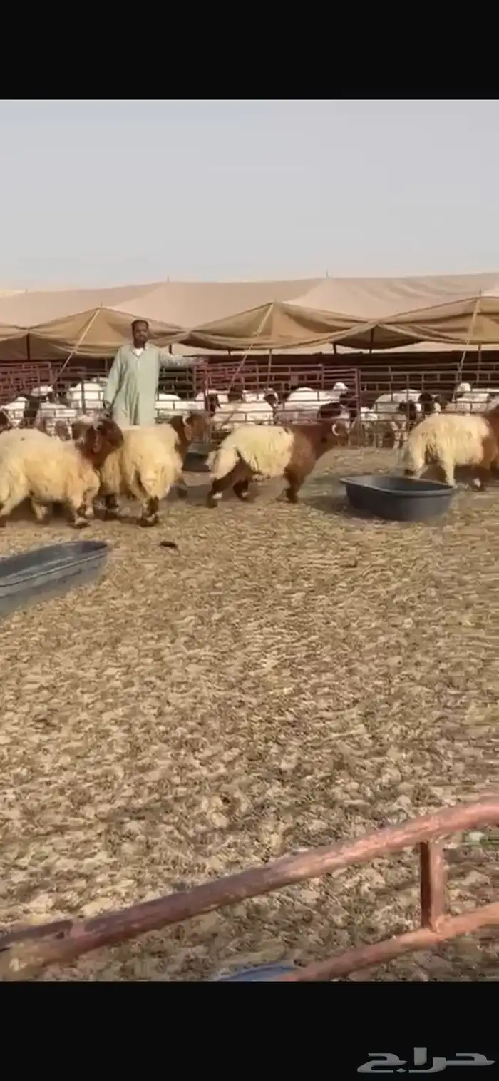 7 خرفان نعيمي 1