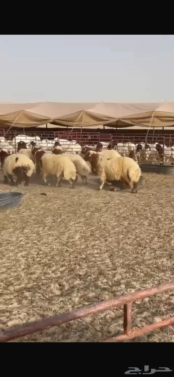 7 خرفان نعيمي 2