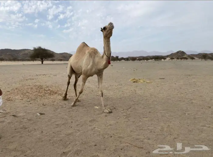 ناقة سودانية 0