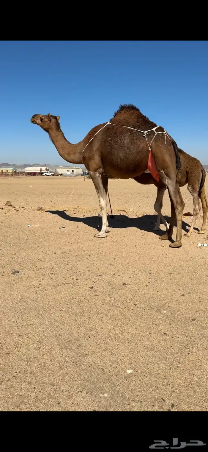 خلفة ساحلية تم  البيع تم  للبيع 10