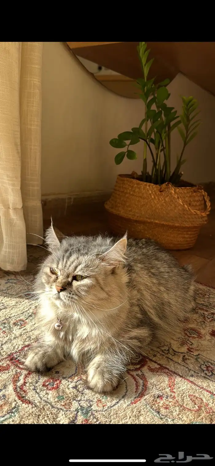 قطه   أنثى عمرها 4 سنوات 0
