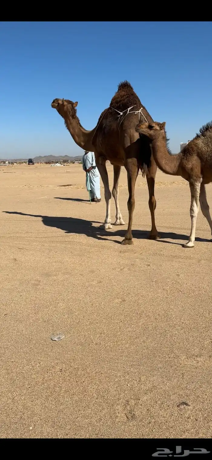 خلفة ساحلية تم  البيع تم  للبيع 9