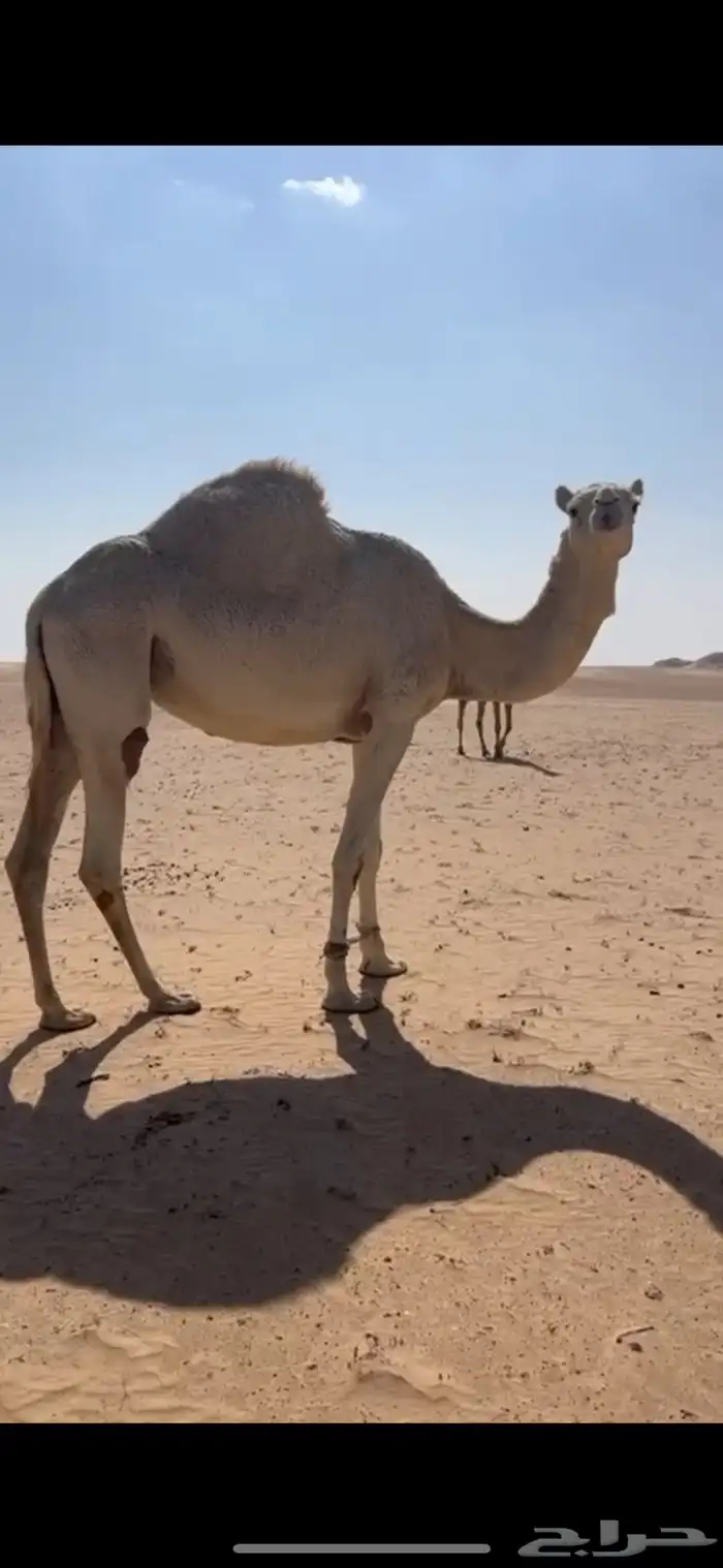 ناقة سودانيه هجن لقحه على ولد متعب ابن حثلين 0