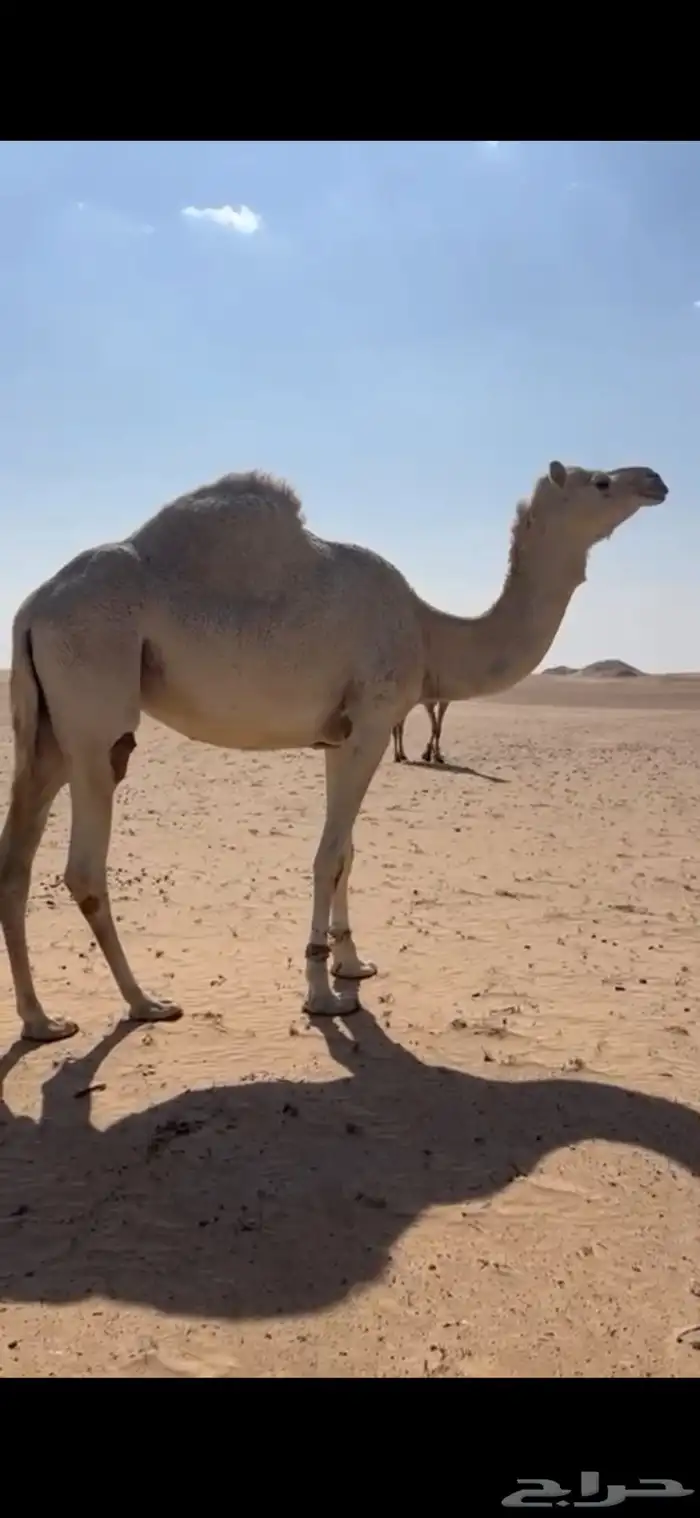 ناقة سودانيه هجن لقحه على ولد متعب ابن حثلين 1