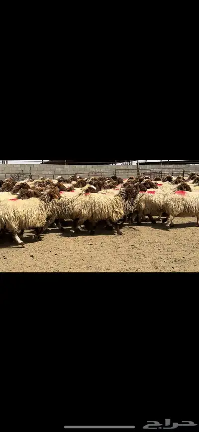 غنم نعيم مراح شرط الدفيع 3