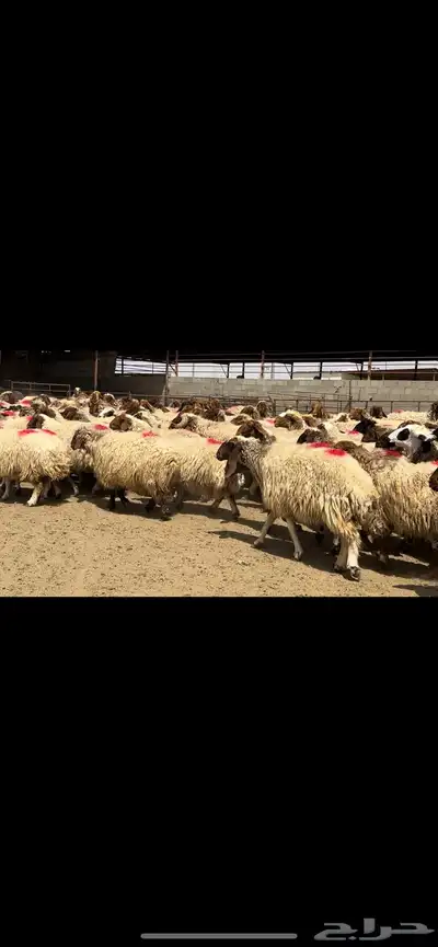 غنم نعيم مراح شرط الدفيع 6