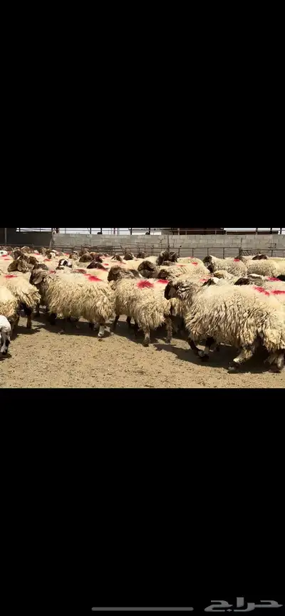 غنم نعيم مراح شرط الدفيع 0