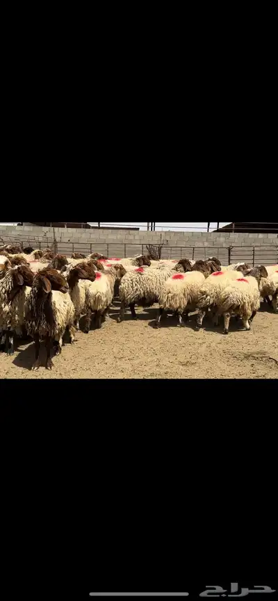 غنم نعيم مراح شرط الدفيع 4