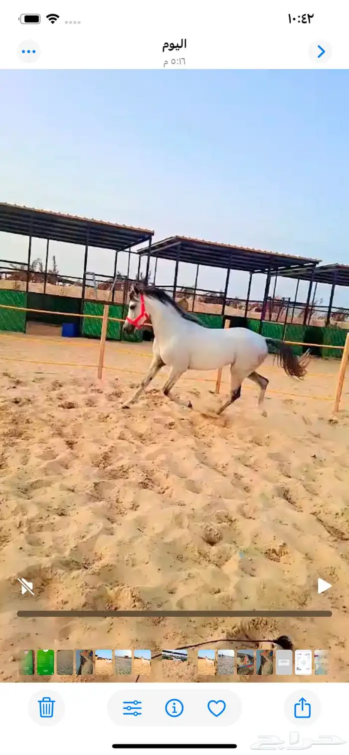 حصان عربي 0