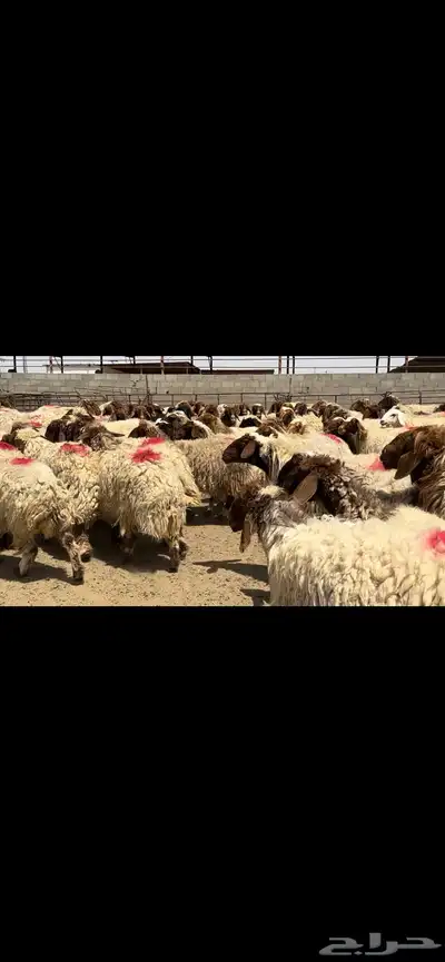 غنم نعيم مراح شرط الدفيع 2