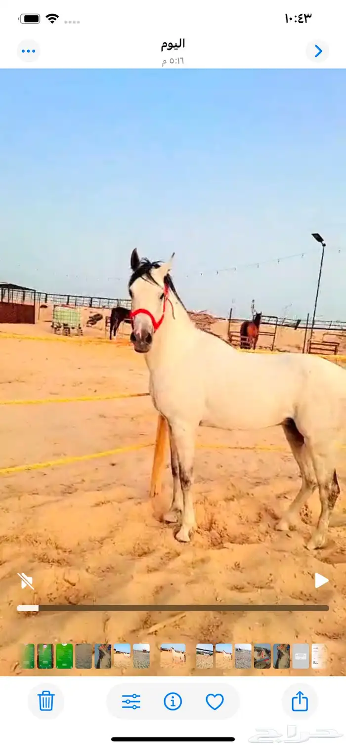 حصان عربي 1