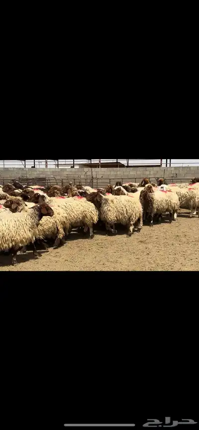 غنم نعيم مراح شرط الدفيع 5