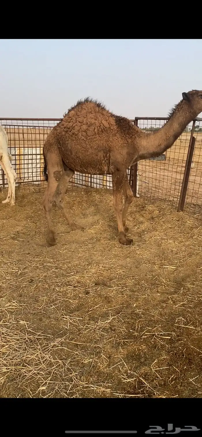 للبيع حشو 0