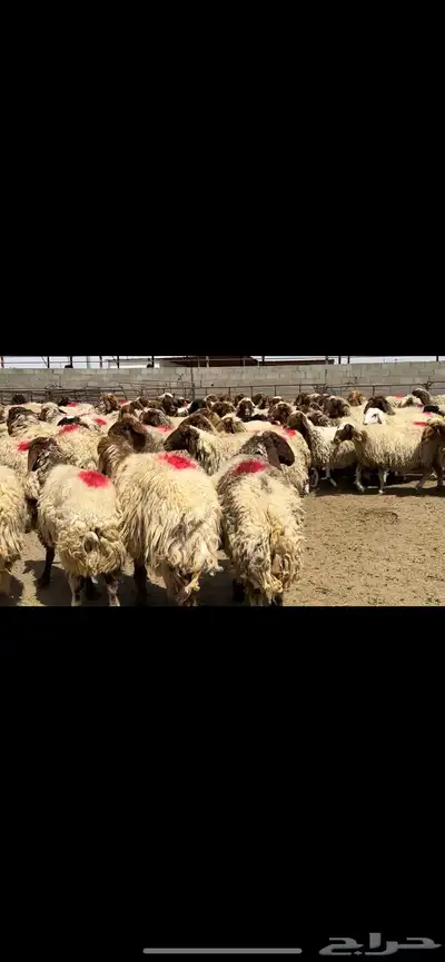 غنم نعيم مراح شرط الدفيع 7