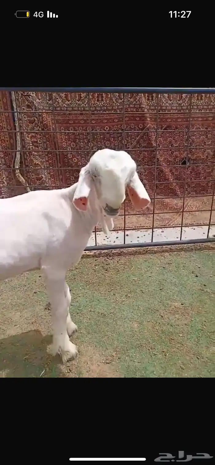 تيس شامي مشروع فحل 0