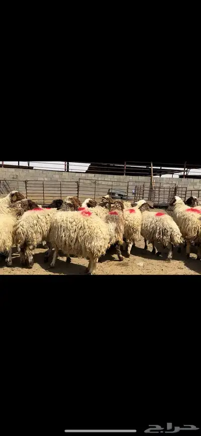 غنم نعيم مراح شرط الدفيع 1