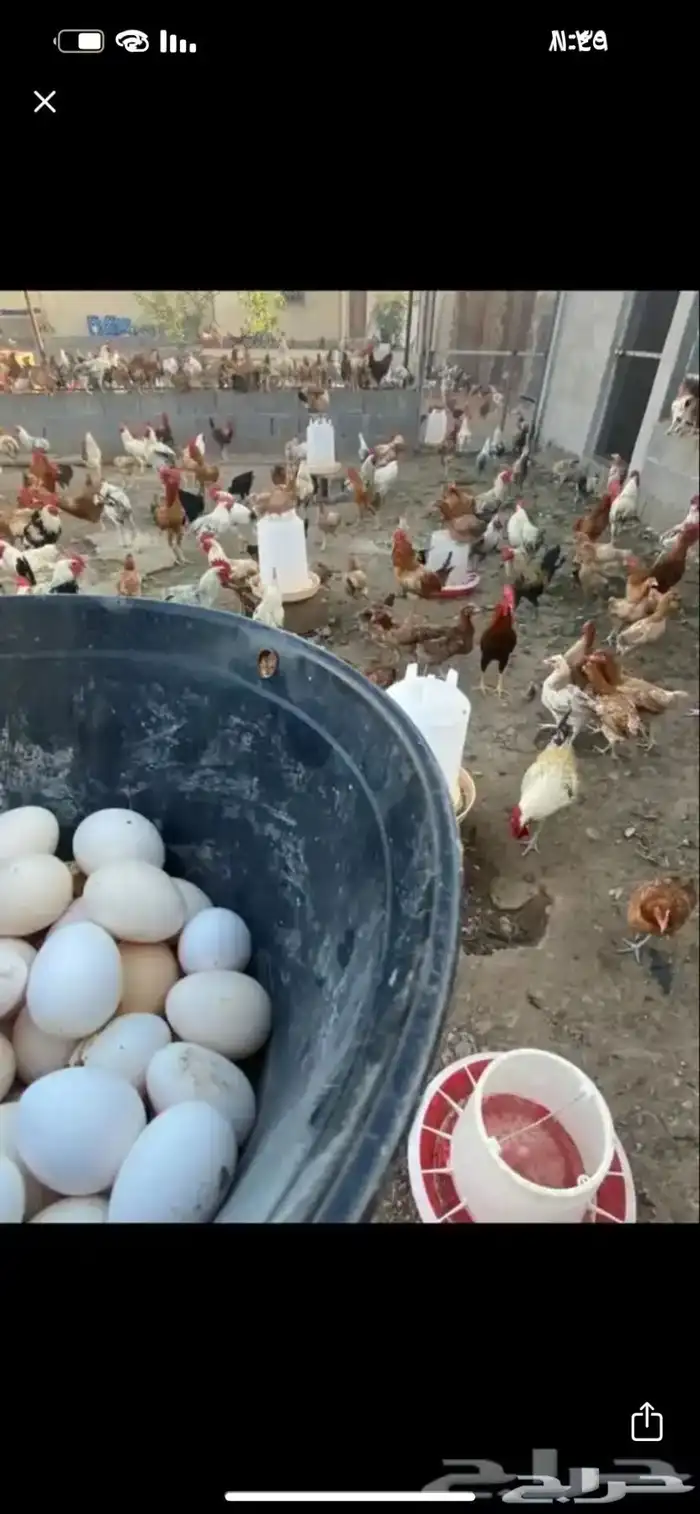 بيض بلدي مخصب نظيف ع الشرط 3