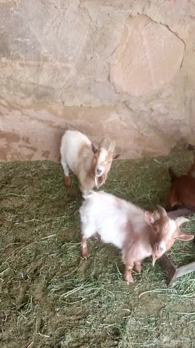زوج قزم مع انتاجه 3
