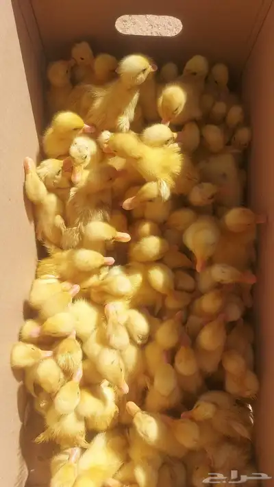صوص صيصان بط بكيني 0