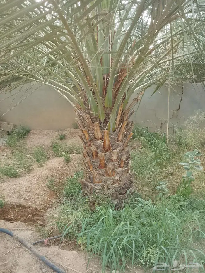 نخل صقعي هبري احمر 0