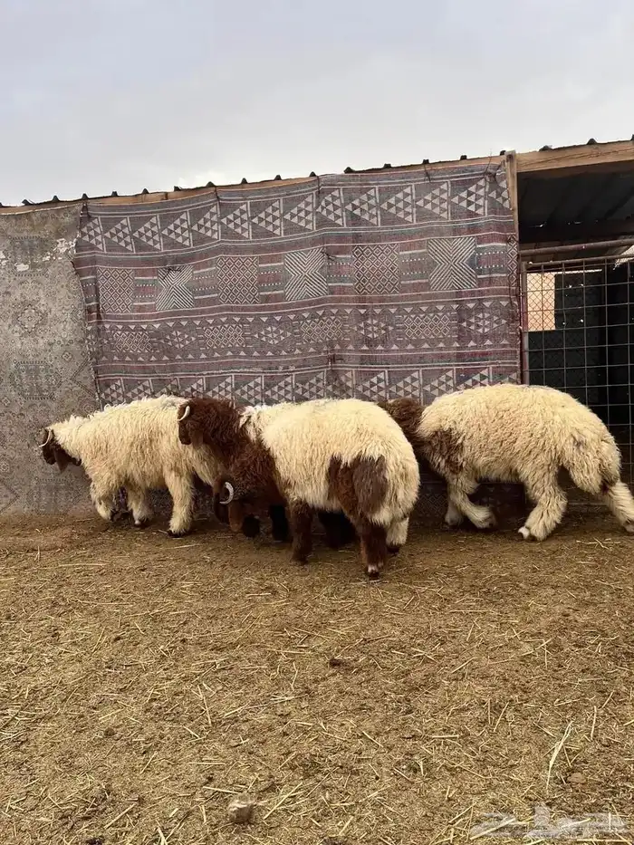 ذبائح ابو عبدلله 0