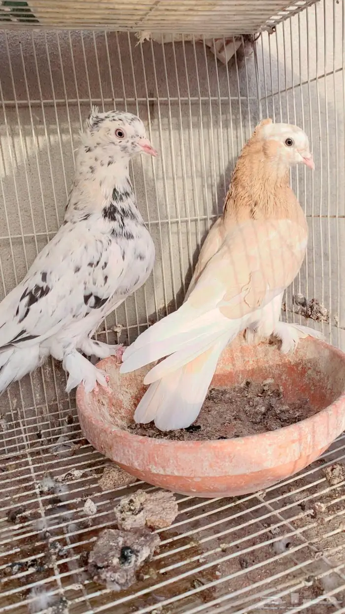 زوج حمام 0