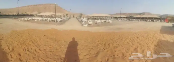 بيع سواكن جمله مرابي جميع الأحجام 0