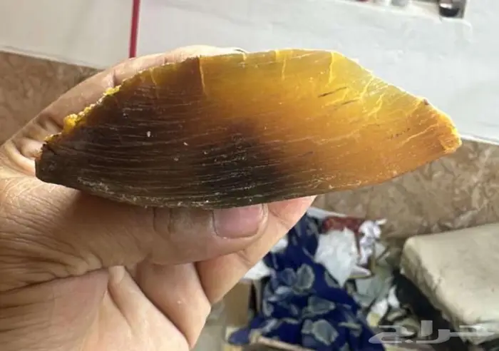 راس زراف للبيع 4