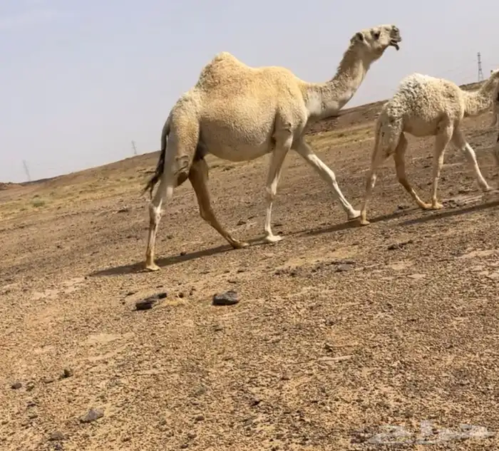 خلفه وضحا بكر كفو تحتها بكره 2