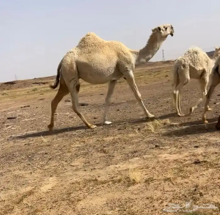 خلفه وضحا بكر كفو تحتها بكره 1