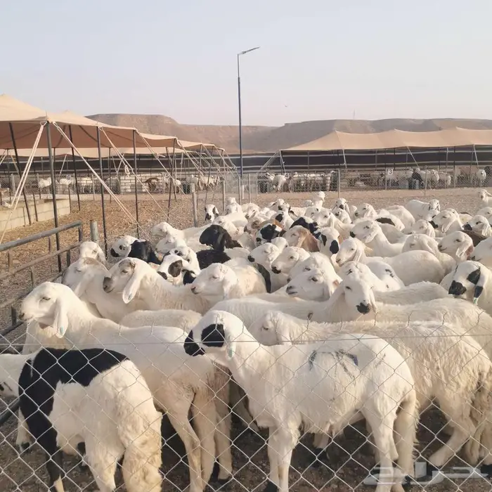 بيع سواكن جمله مرابي جميع الأحجام 1