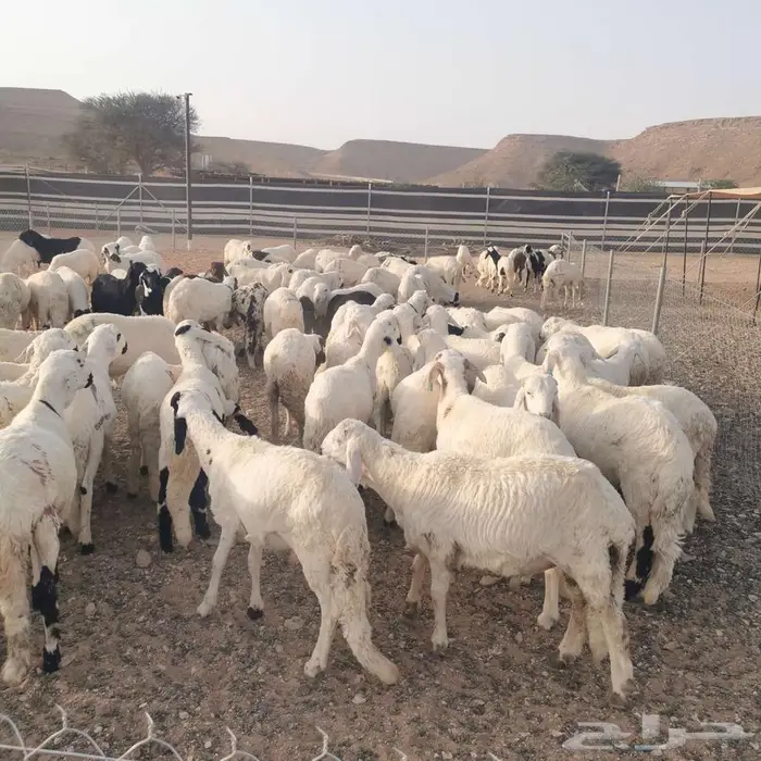بيع سواكن جمله مرابي جميع الأحجام 4