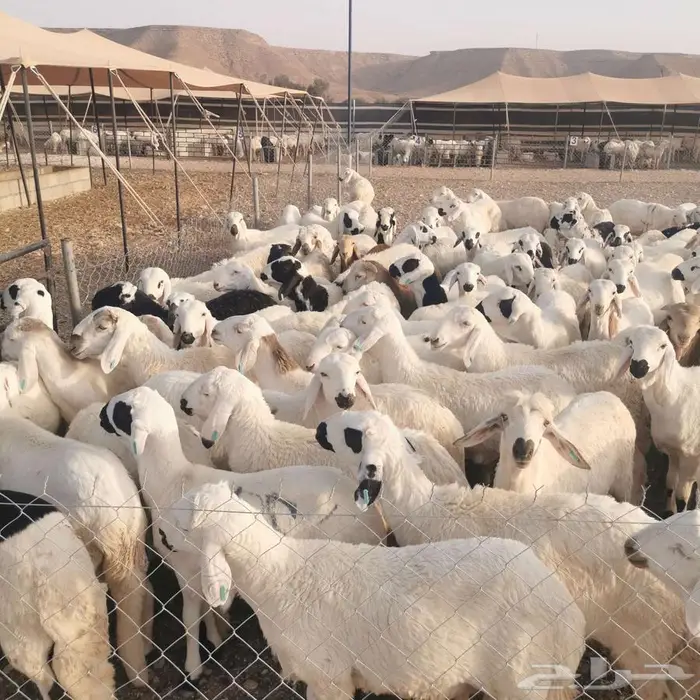 بيع سواكن جمله مرابي جميع الأحجام 2