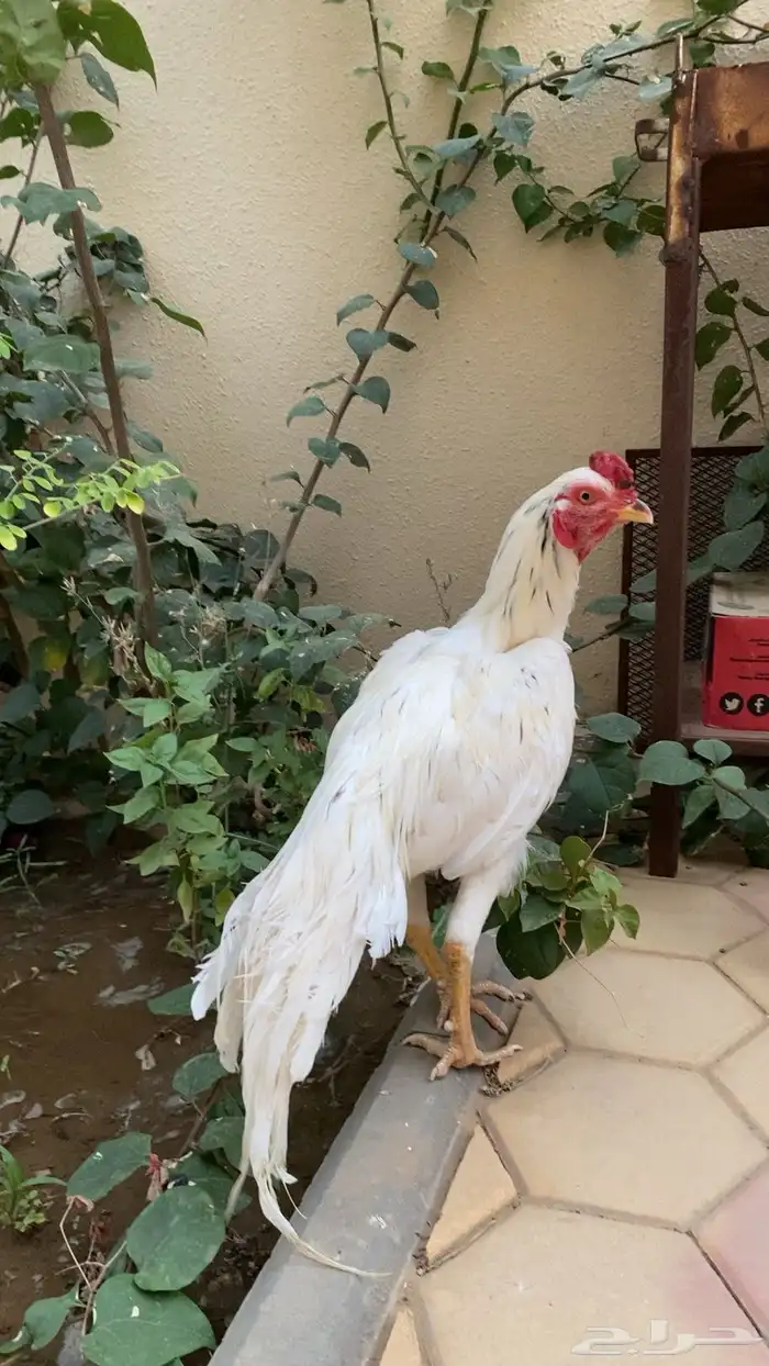 ديك باكستاني سندي تم الللبيع 0