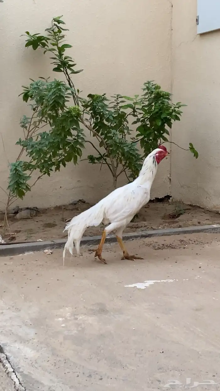 ديك باكستاني سندي تم الللبيع 4
