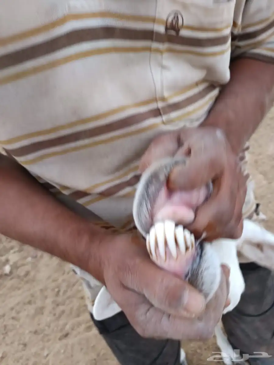 شاه حريه دافع 0