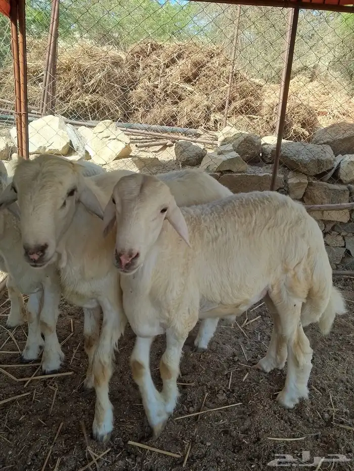 طليان تم البيع 1