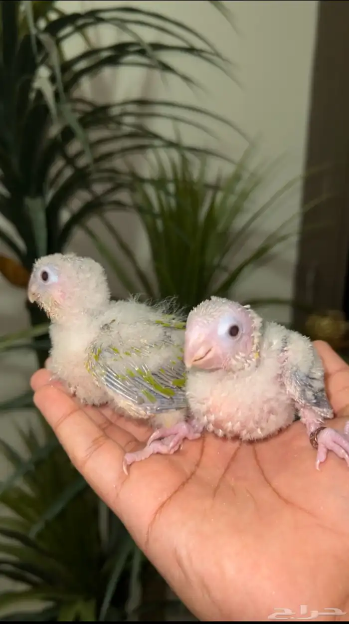 فرخ كنيور يقبل غر بشراهه لونه جميل 2