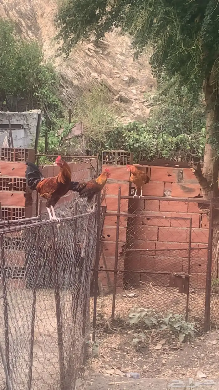 ديوك بلدي 1