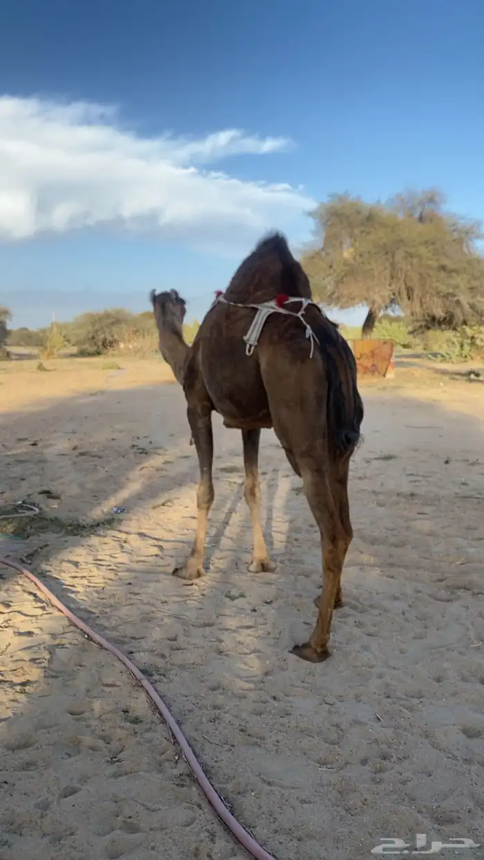 خلفه ساحليه 0