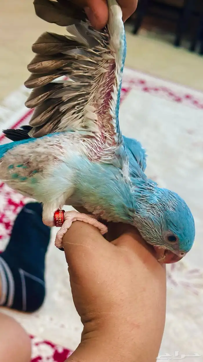 دره كلير هيد تم البيع 5