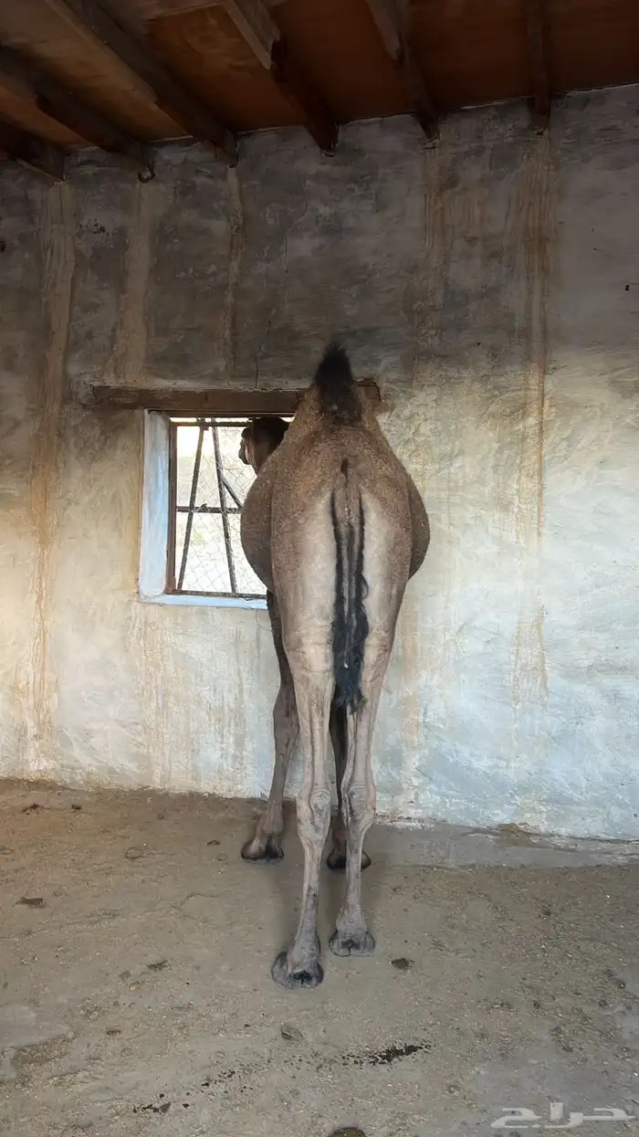 المدينه المنوره. اليتمه 3