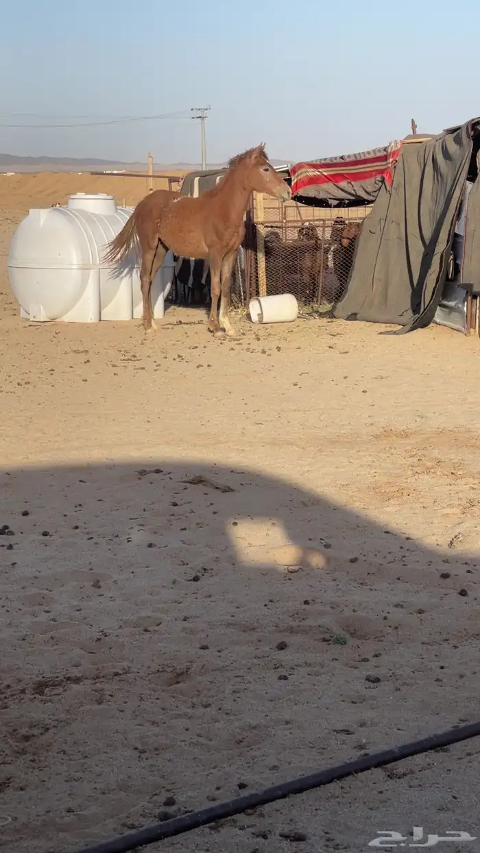 حصان شعبي طيب 1