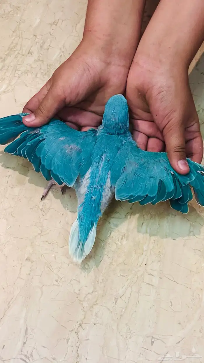 دره كلير هيد تم البيع 1