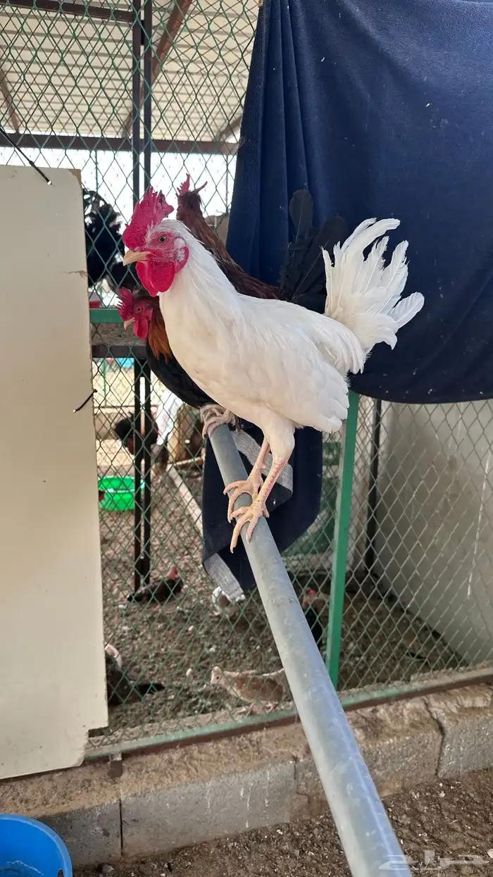 ديوك للبيع النوع ترثه افرق ماكنتوش واسود وسيافي ابيض وشوكي 2