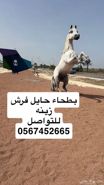 بطحاء حايل زينه فرش ممارات 4