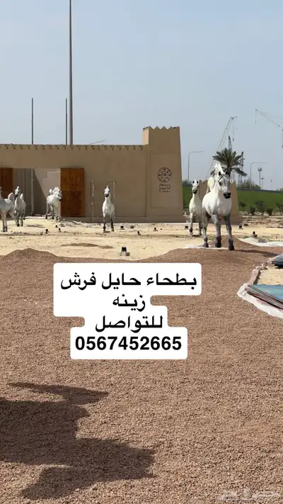 بطحاء حايل زينه فرش ممارات 2